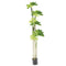 Realistic Touch Artificial Plant Flower Pot Home Interior Deco 160 cm (Ctn Box 6 units)