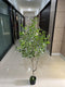 Realistic Touch Artificial Orchid Flower Deco Pot (Ctn Box 4 units)