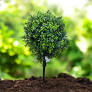 Realistic Touch Artificial Plant Flower Pot Home Interior Deco SS cm:JHm*Alj(
imrt  (Ctn Box 2 units)