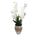 Realistic Touch Artificial Orchid Flower Deco Pot Abstract Print 16*18 cm 
 (Ctn Box 24 units)